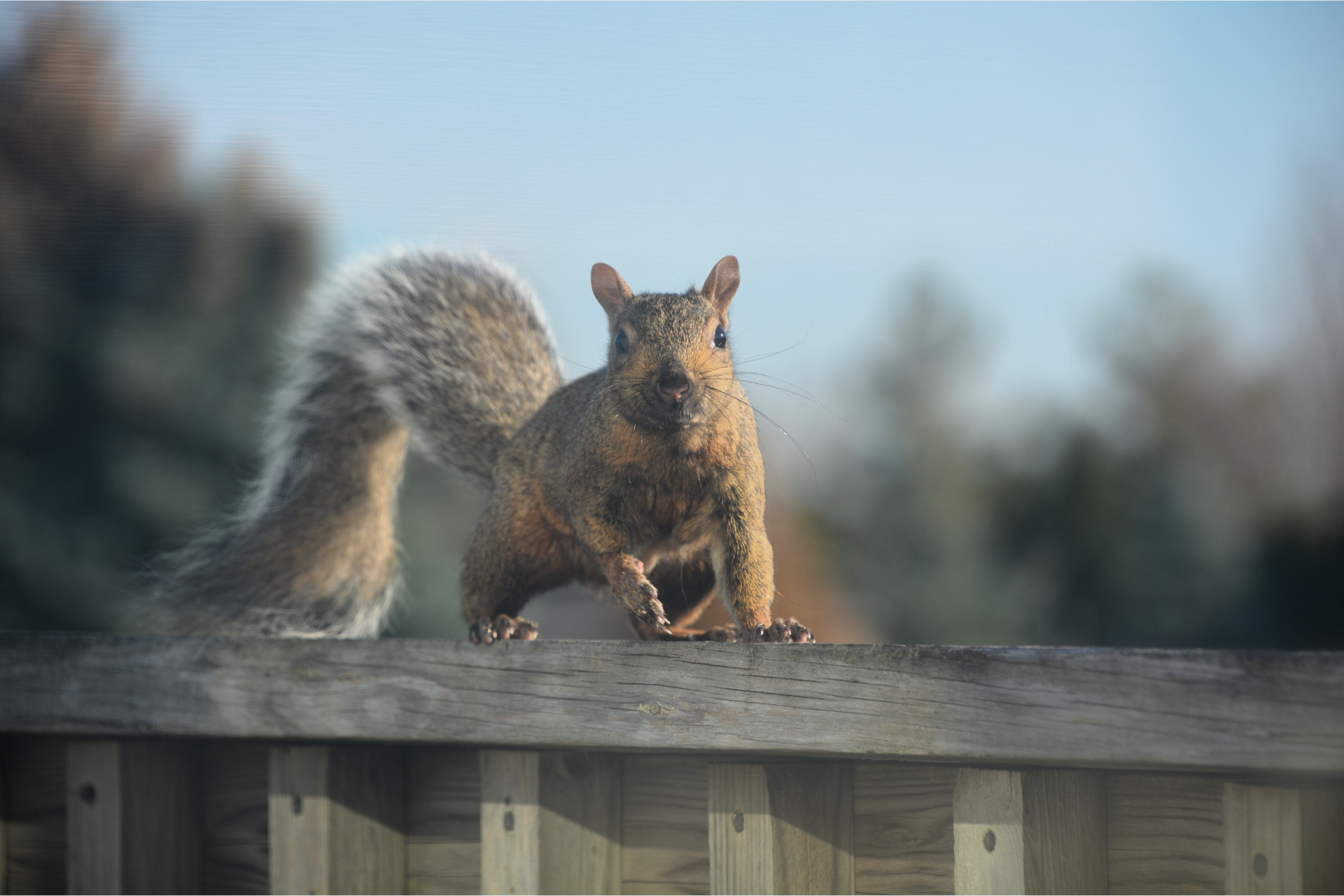 A squirrel is standing on top of a wooden fence.