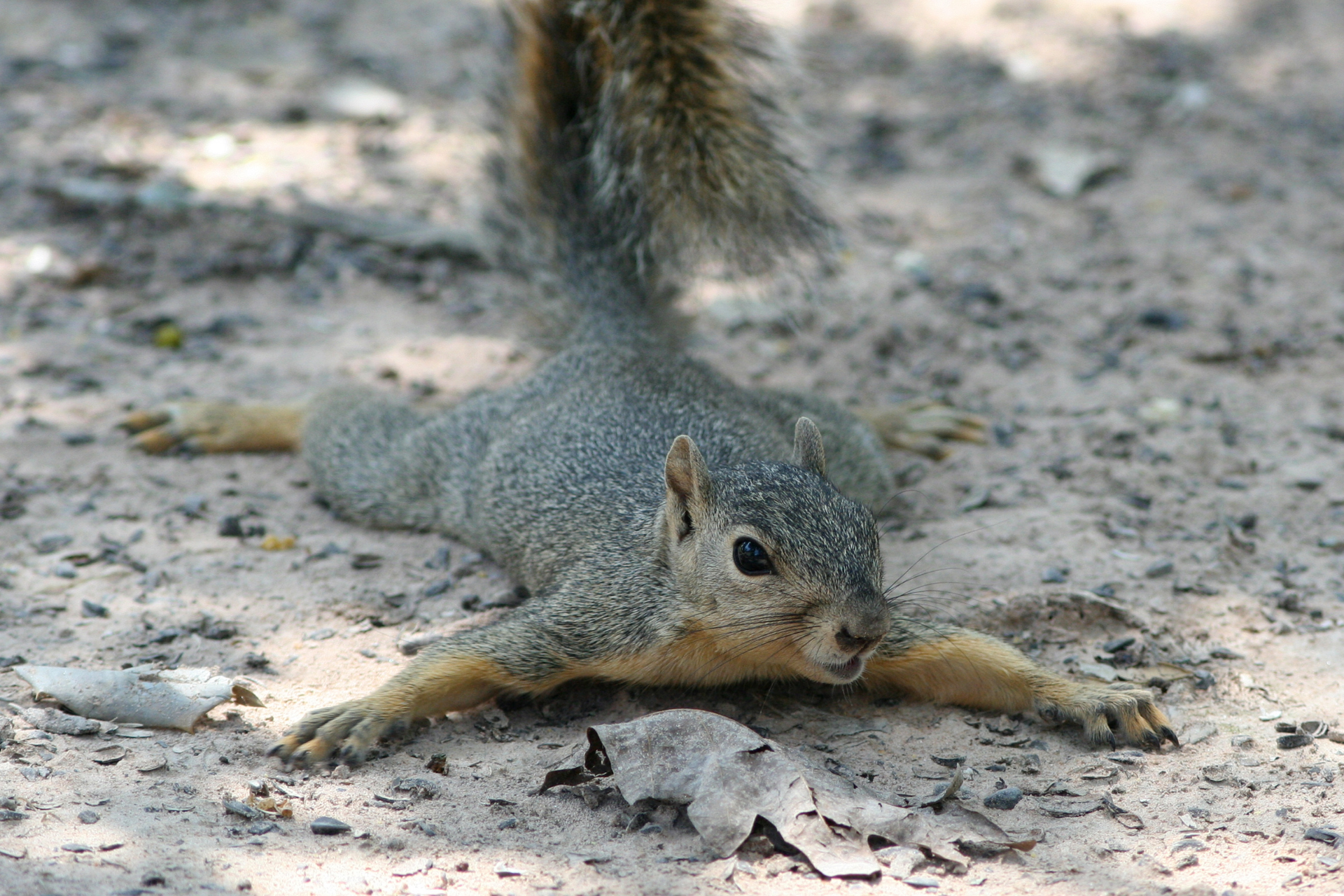 A squirrel is laying on its back on the ground