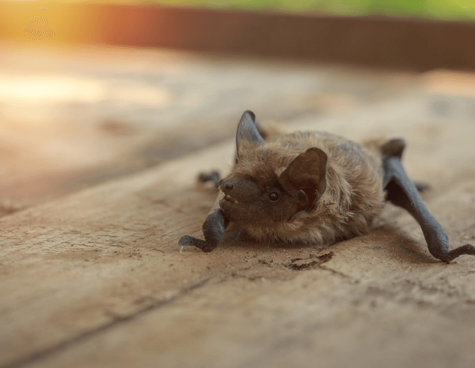 a bat is laying on its back on a wooden floor .