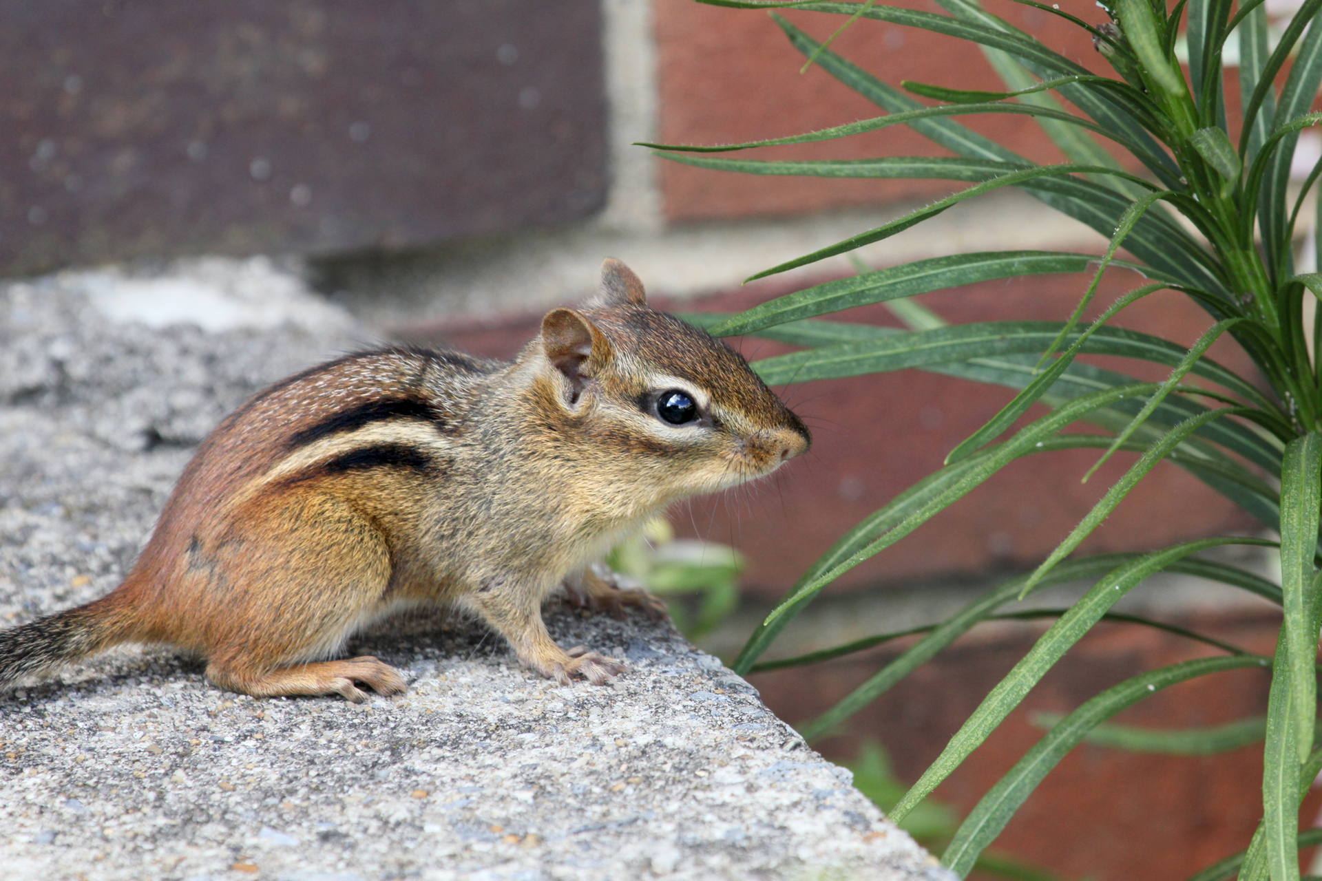a chipmunk is sitting on a rock next to a plant .