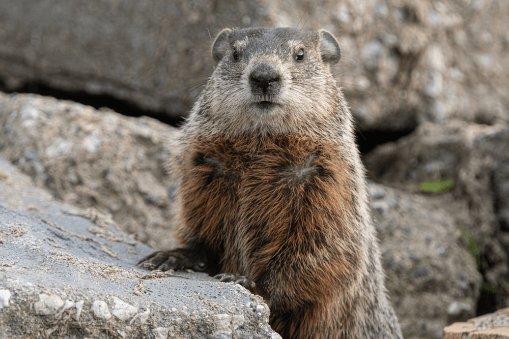 a ground squirrel is sitting on a rock and looking at the camera .