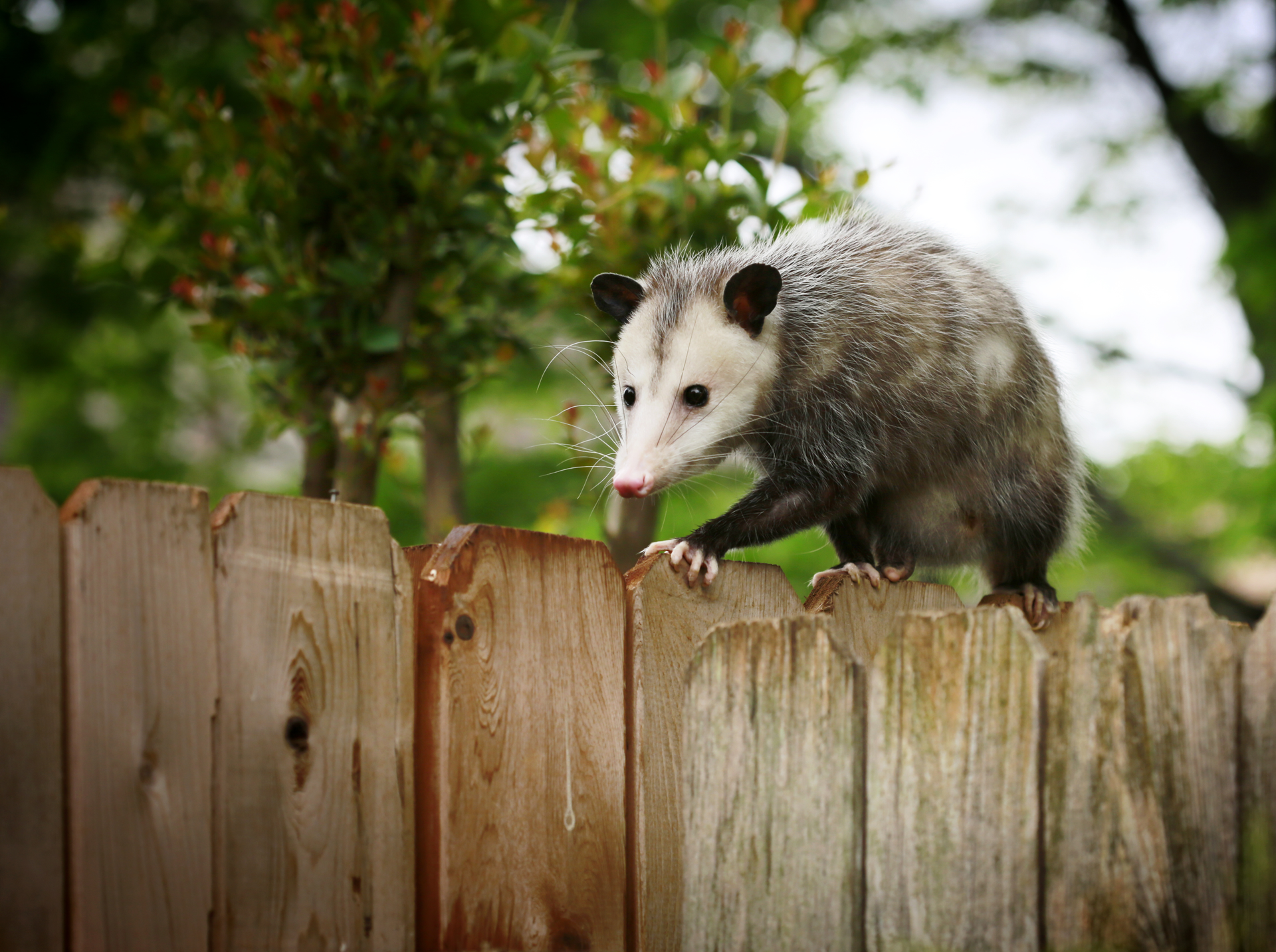 an opossum is standing on top of a wooden fence .