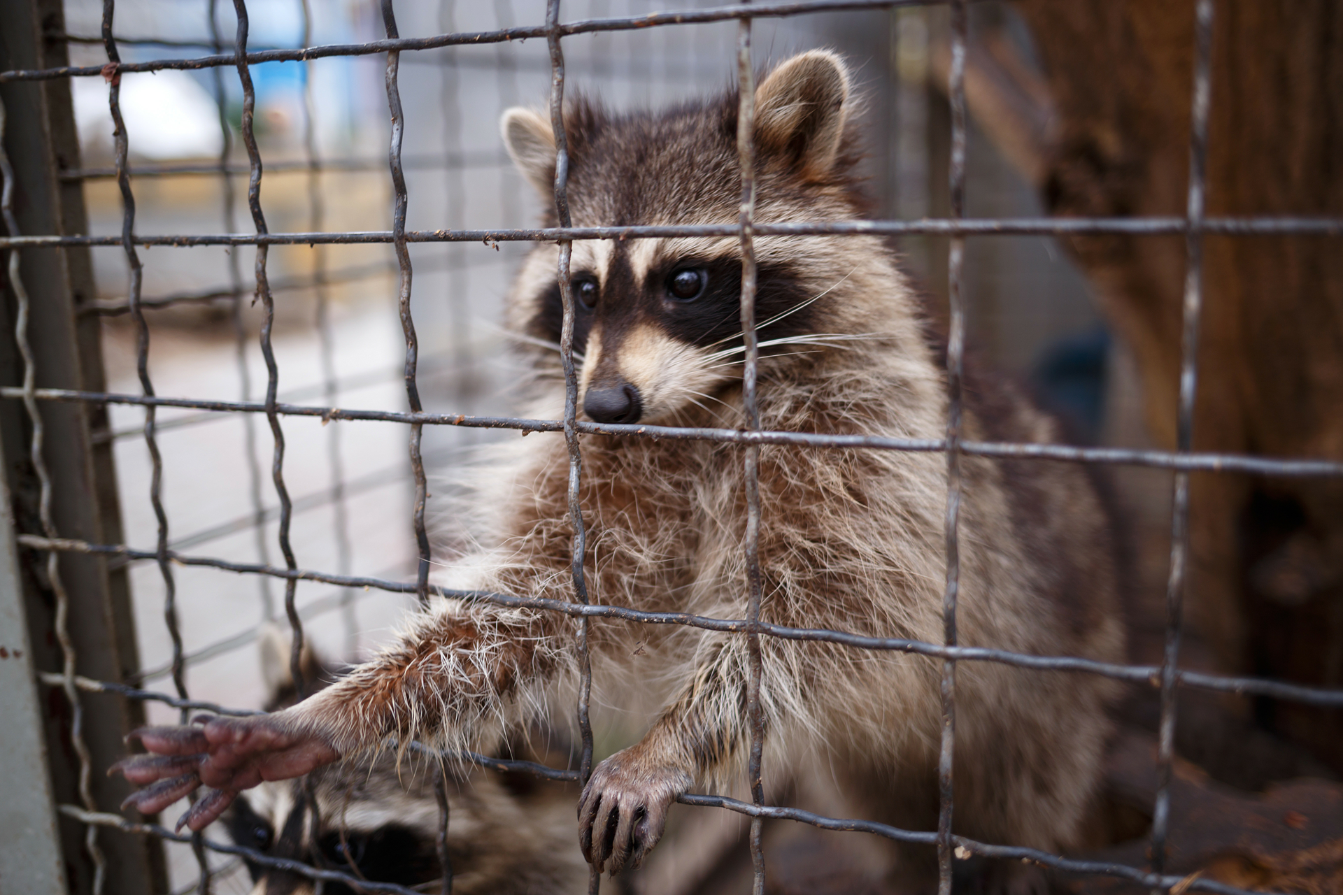 raccoon-in-cage