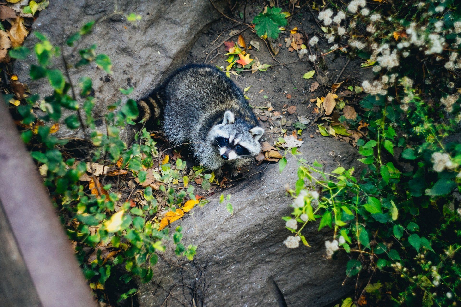 a raccoon is sitting on a rock in the woods .