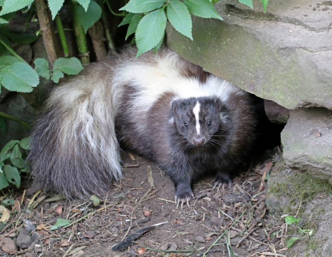 a black and white skunk is sitting in the dirt near a rock wall .