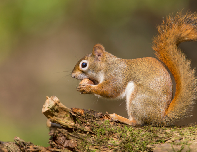 a red squirrel is eating a nut on a tree branch .
