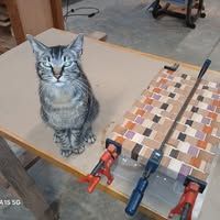 A tabby cat sits on a wooden work surface with a cutting board and clamps.