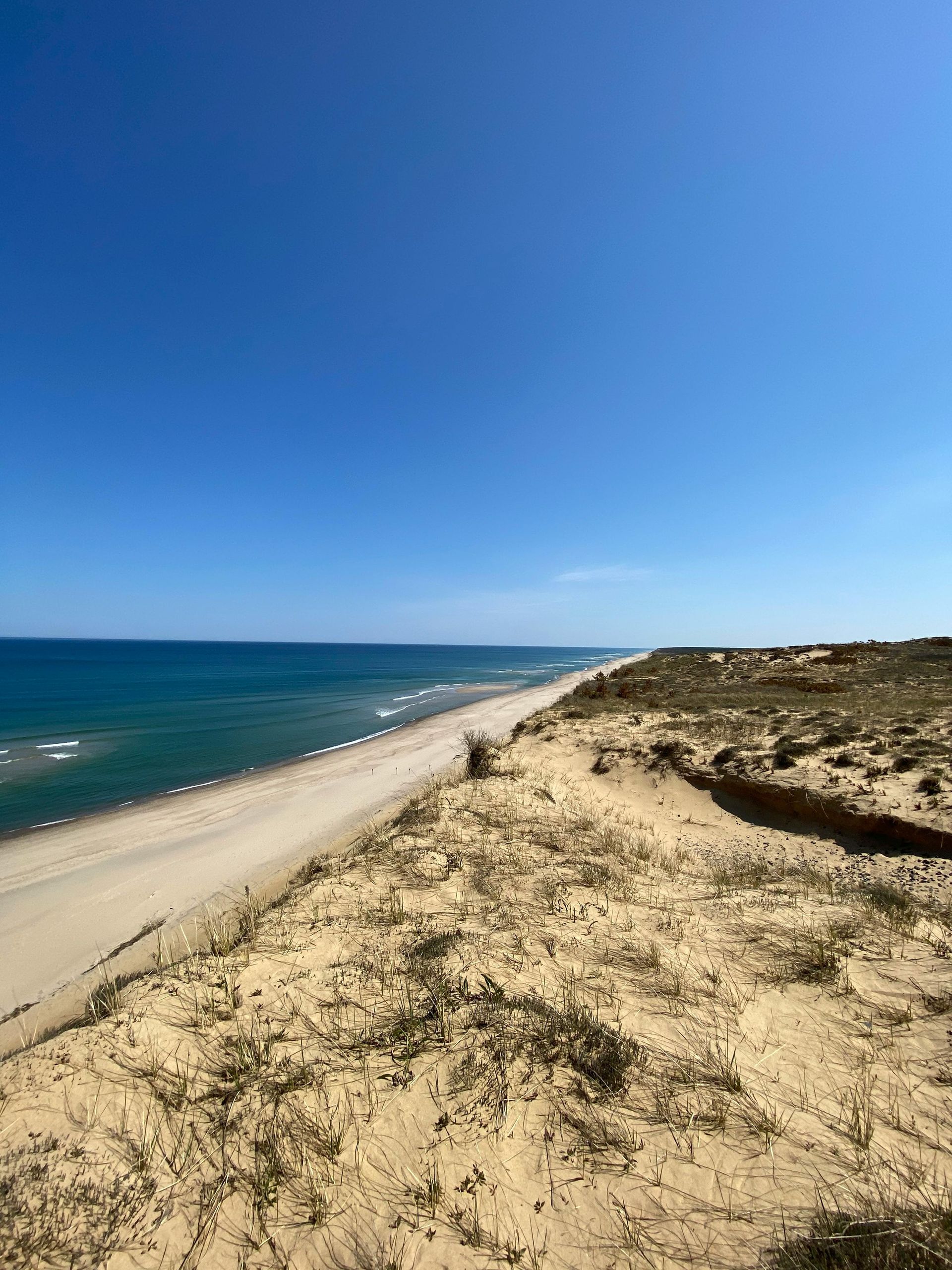 Seal's head in water, gazing forward. Deep blue sea with subtle ripples.