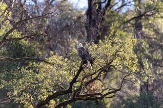 Bald Eagle sighted during the California Department of Water Resources  (DWR) and California Department of Fish and Wildlife (CDFW) Mid-Winter Bald Eagle Survey along the shoreline North Fork of the Feather River at Lake Oroville, in Butte County, California. Photo taken January 6, 2025.Picture
