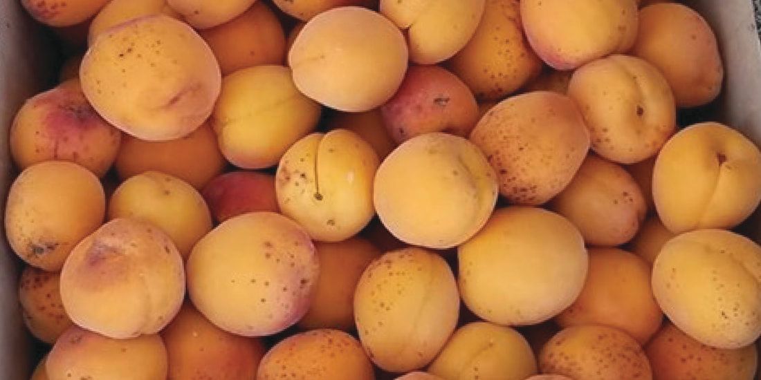 A box filled with lots of apricots is sitting on a table.