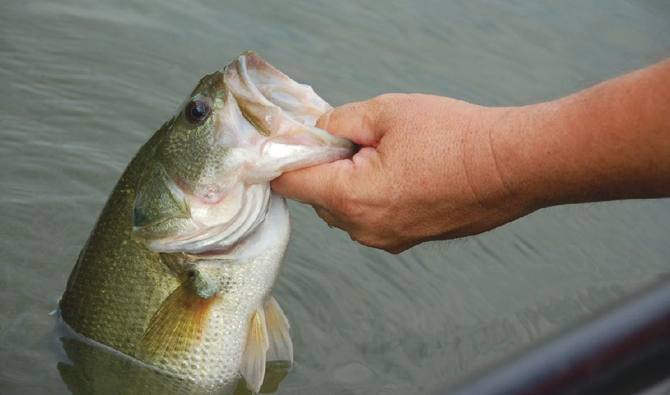 A person is holding a large fish in their hand in the water.
