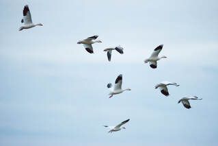 Lesser snow geese fly through the Yolo Bypass Wildlife Area in Davis, California, on December 16, 2014.Picture