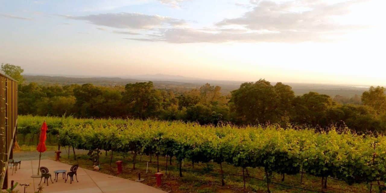 A view of a vineyard with a sunset in the background.