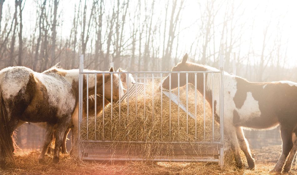 A herd of horses are eating hay from a hay feeder.