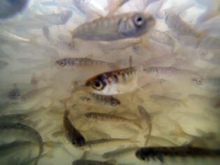 From the Oroville Feather River Fish Hatchery, 50,000 fingerlings were hauled in a trailer to the Yolo Bypass.  They were weighed, tagged, and released into a rice field.  Photo taken March 13, 2013. Picture