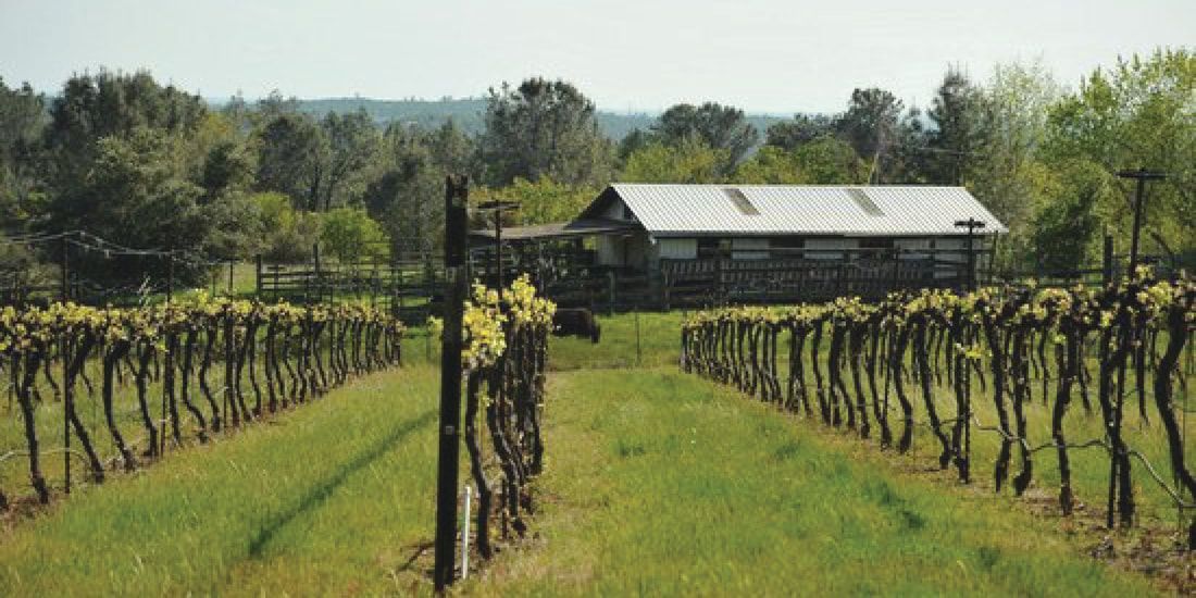 A row of vines growing in a field with a house in the background.
