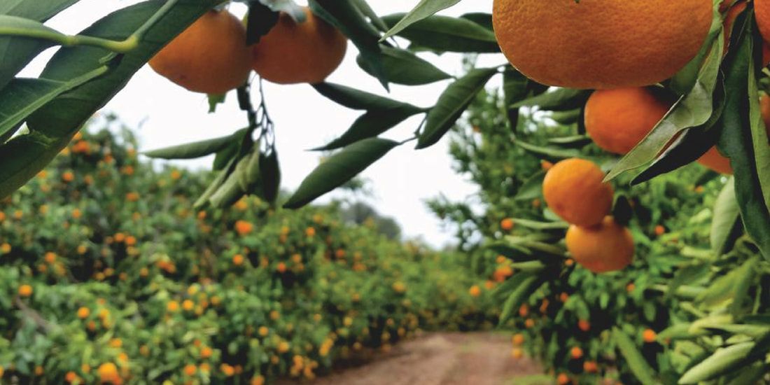 A bunch of oranges hanging from a tree in an orchard