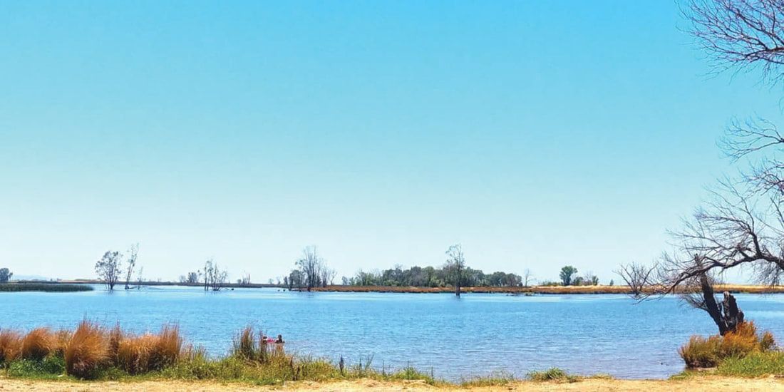 A large body of water surrounded by trees and grass on a sunny day.