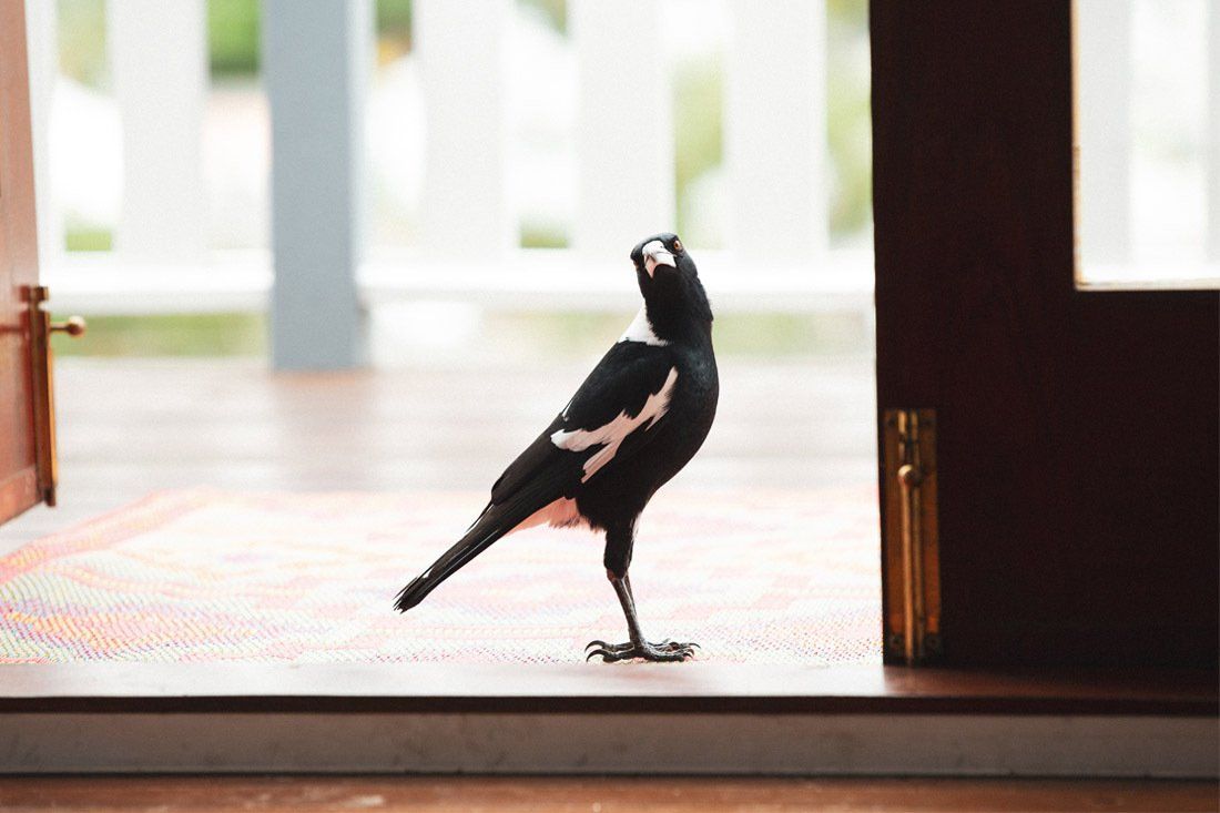 A Black and White Bird is Standing on a Doorstep — MoneySmith Group In Kingscliff, NSW