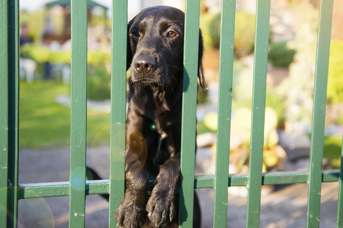 Black Dog is Sticking Its Head Through a Green Fence — MoneySmith Group In Kingscliff, NSW