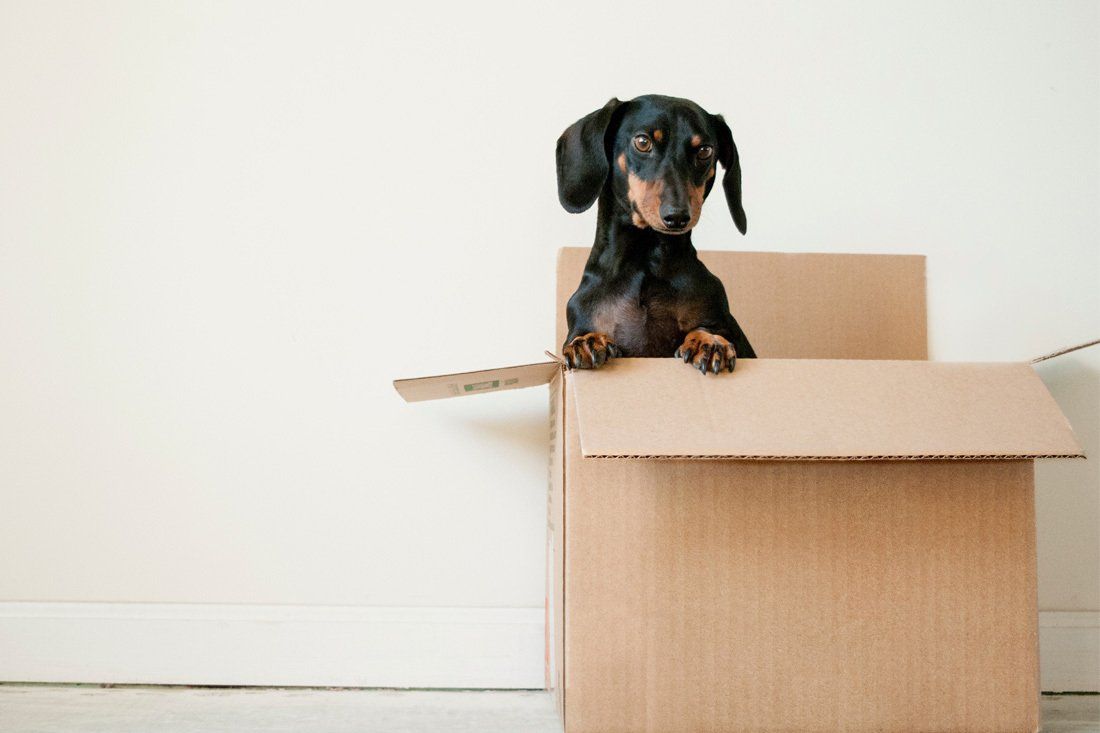 Dachshund Puppy Is Sitting In A Cardboard Box — MoneySmith Group In Kingscliff, NSW