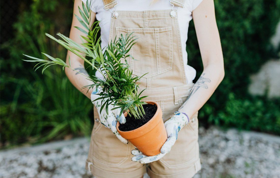 Woman is Holding a Potted Plant in Her Hands — MoneySmith Group In Kingscliff, NSW