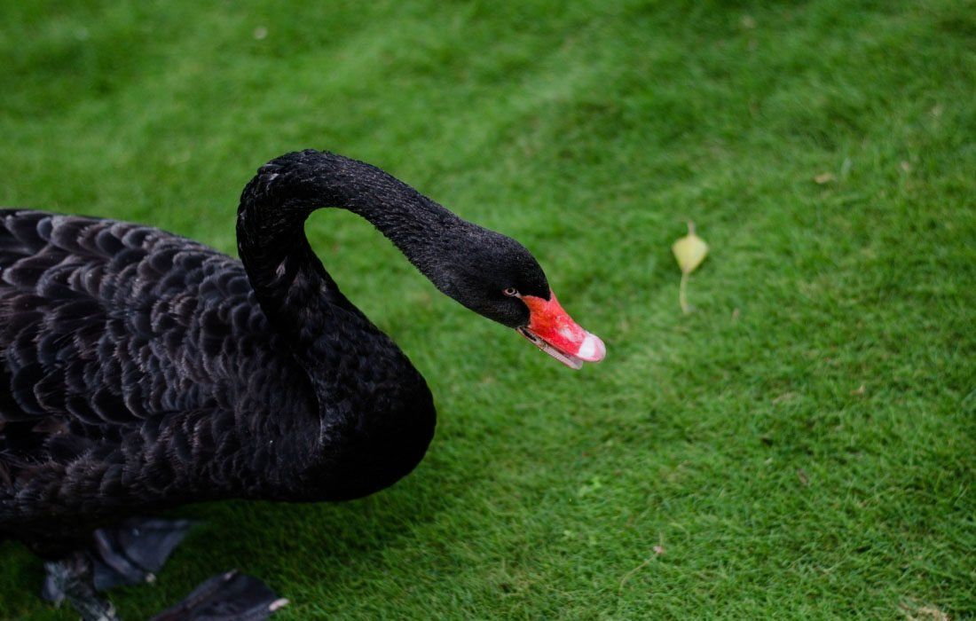 A Black Swan — MoneySmith Group In Kingscliff, NSW