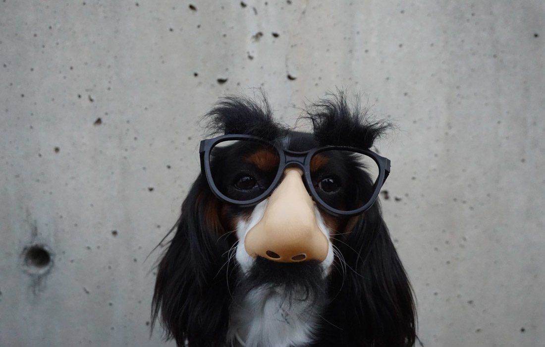 A Dog Wearing Sunglasses — MoneySmith Group In Kingscliff, NSW