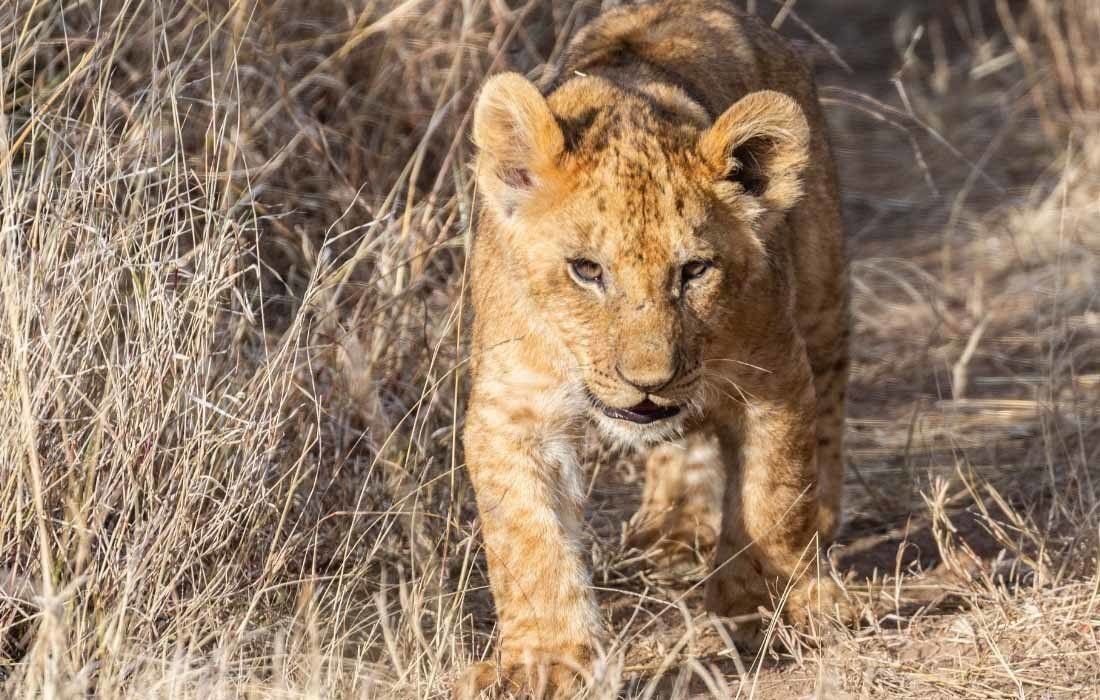 A Lion Cub is Walking — MoneySmith Group In Kingscliff, NSW