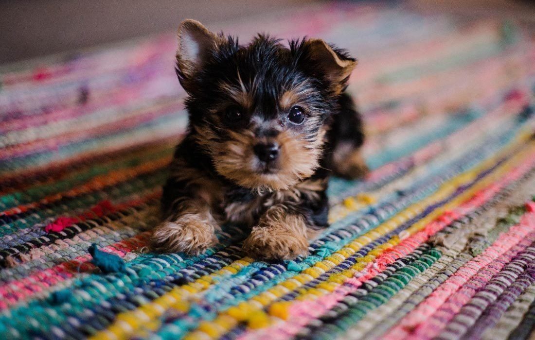 A Small Puppy is Sitting on a Colorful Rug — MoneySmith Group In Kingscliff, NSW