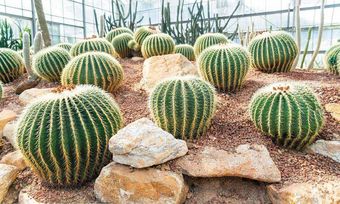 GARDEN CENTER