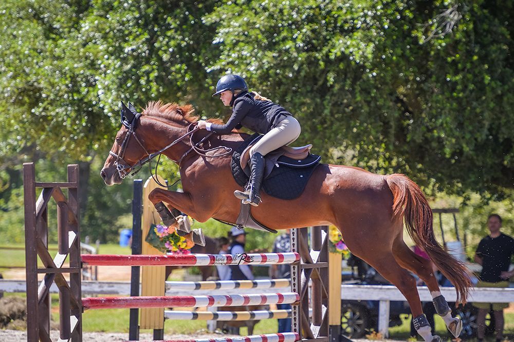 Contact Sommerview Farms Horseback Riding Baton Rouge