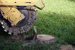 stump removal services for Austin, TX
