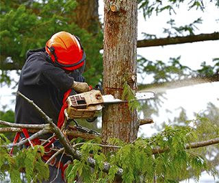 arborist cutting down tree with chainsaw