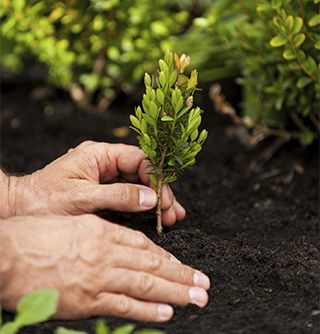 planting a small tree in soil