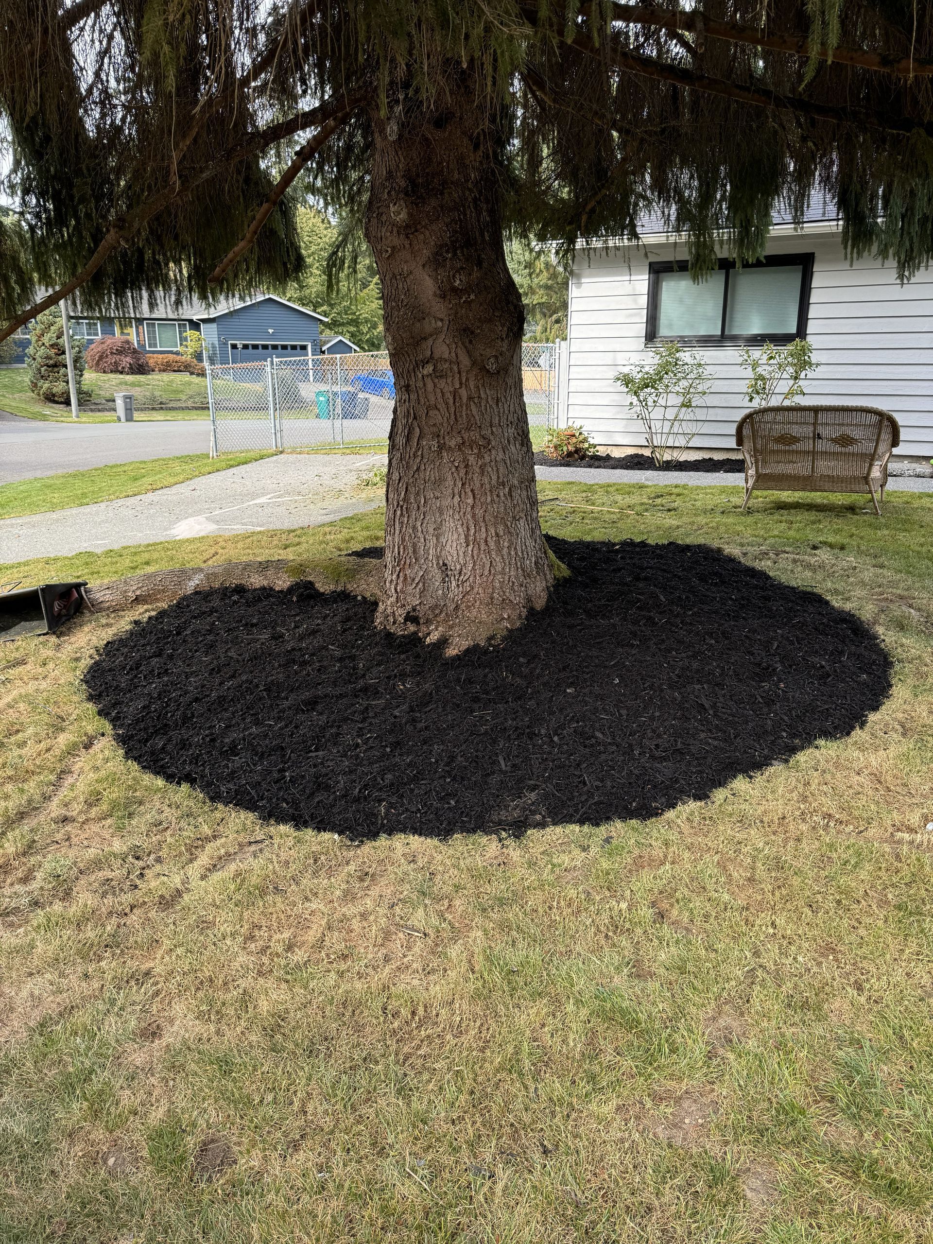 Black mulch circles the base of a tree in a grassy yard, with a white building in the background.
