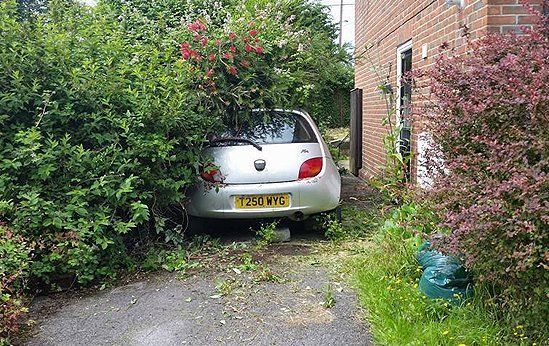 parked car amidst tree leaves