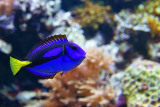 Blue Hippo Tang For Sale