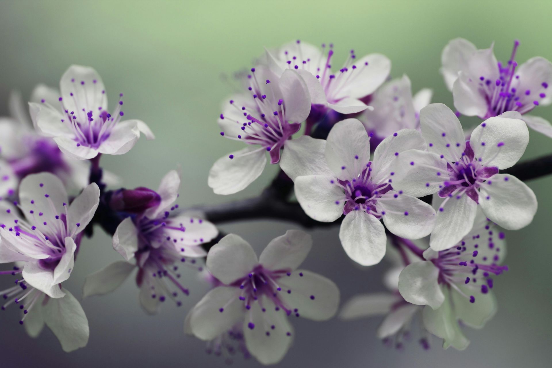 A close up of purple and white flowers on a tree branch.