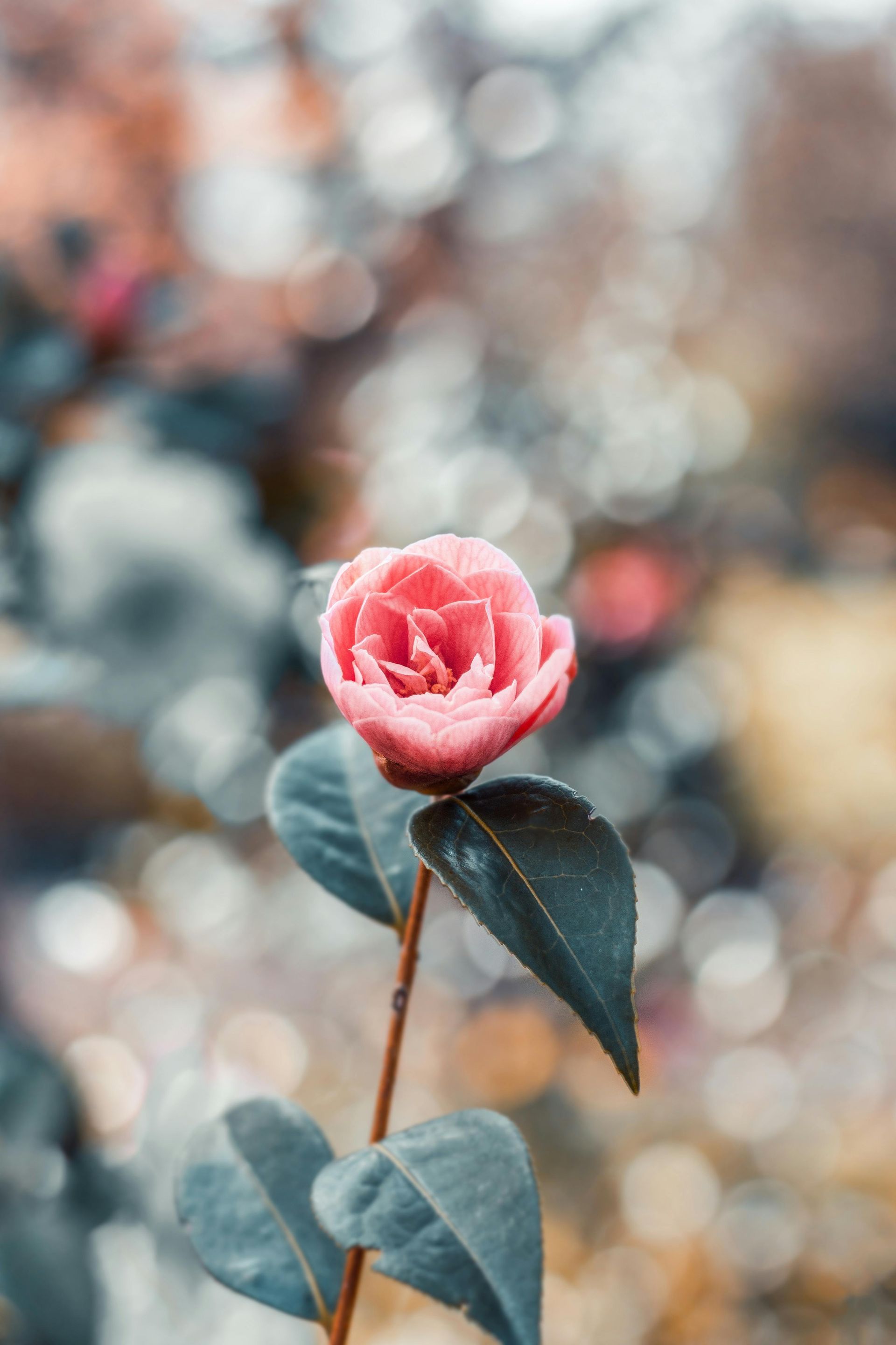 A close up of a pink rose with leaves on a stem.