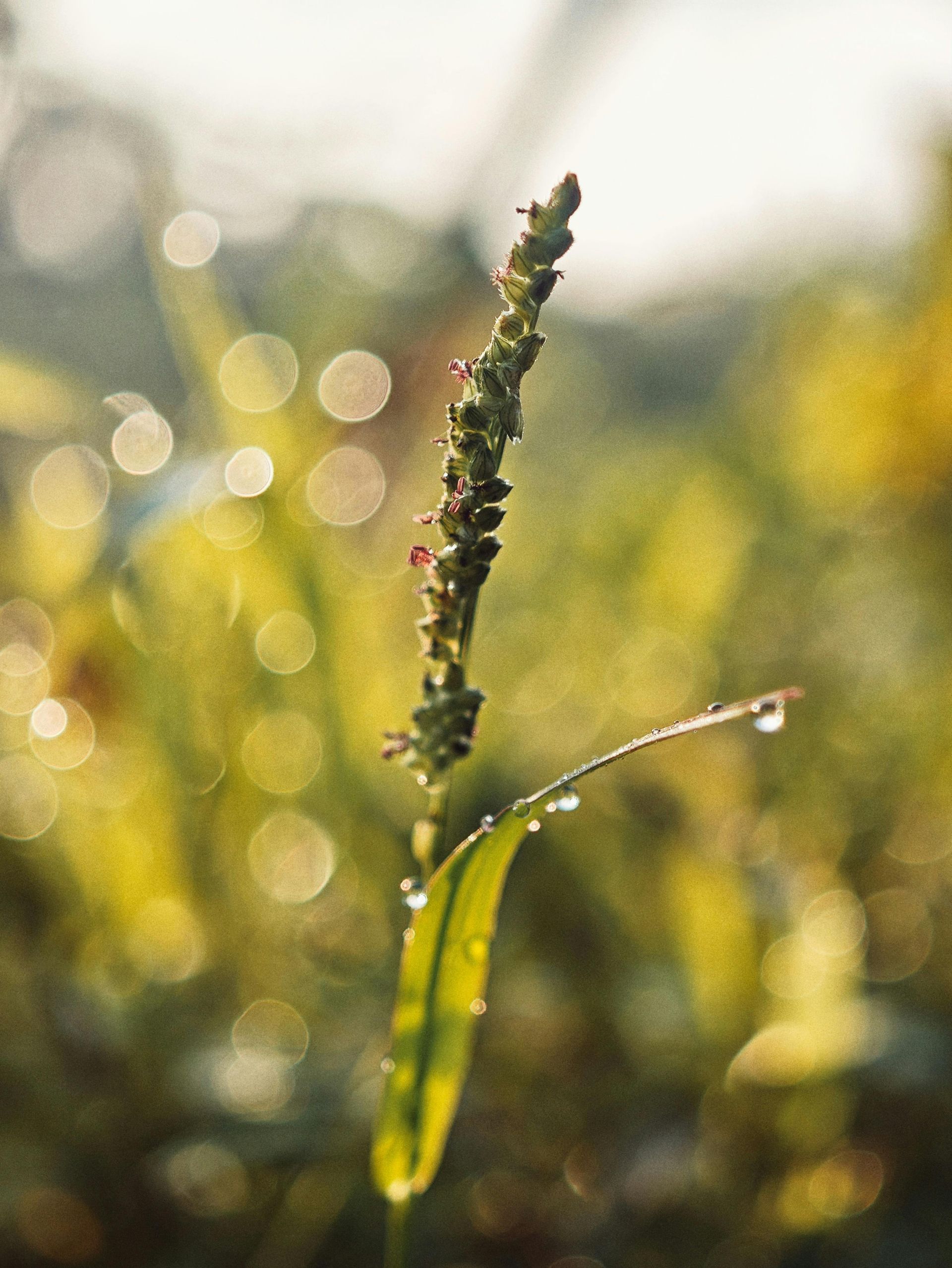 A close up of a plant with water drops on it.