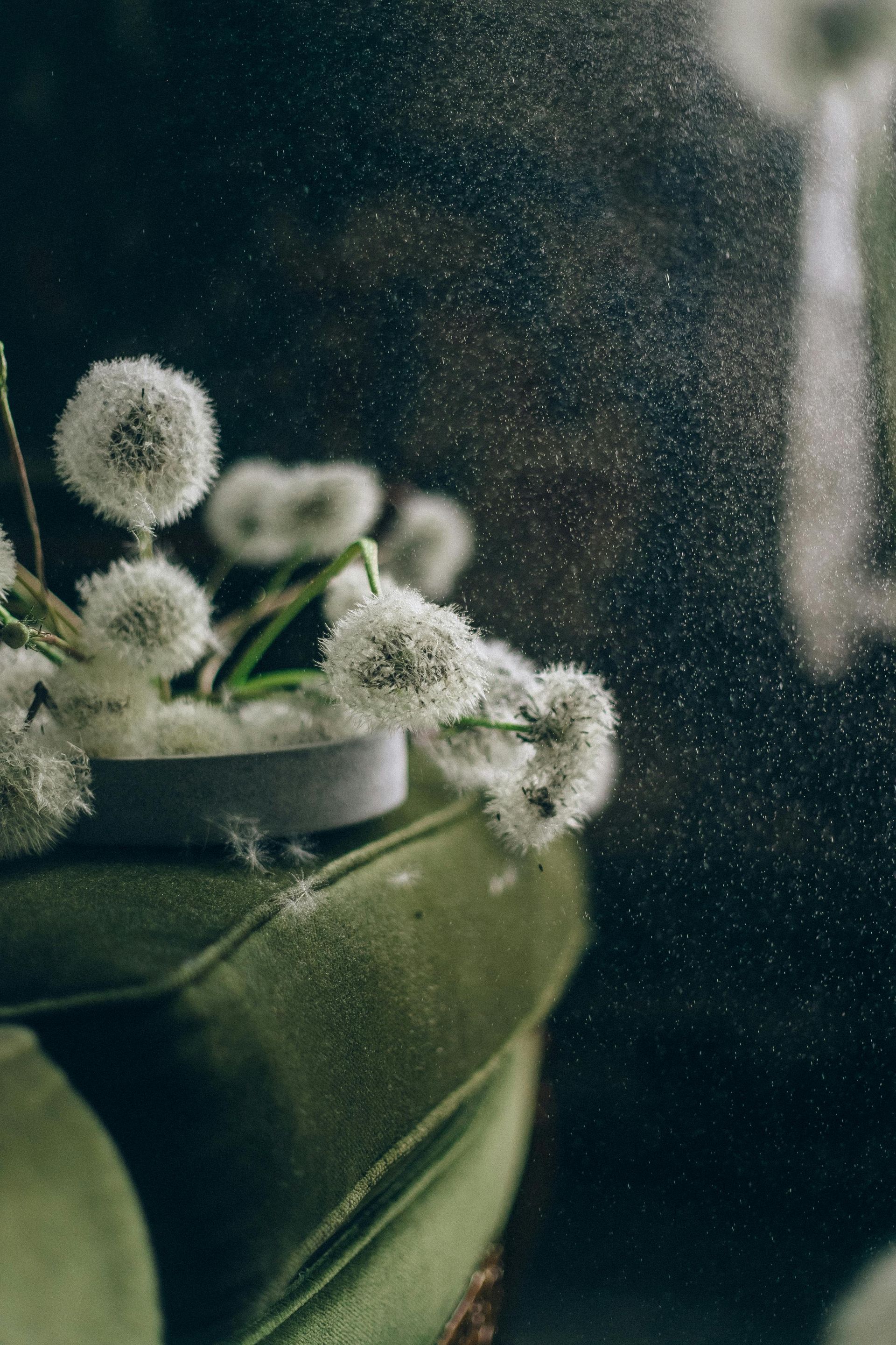 A bunch of dandelions are sitting on a green cushion in front of a mirror.