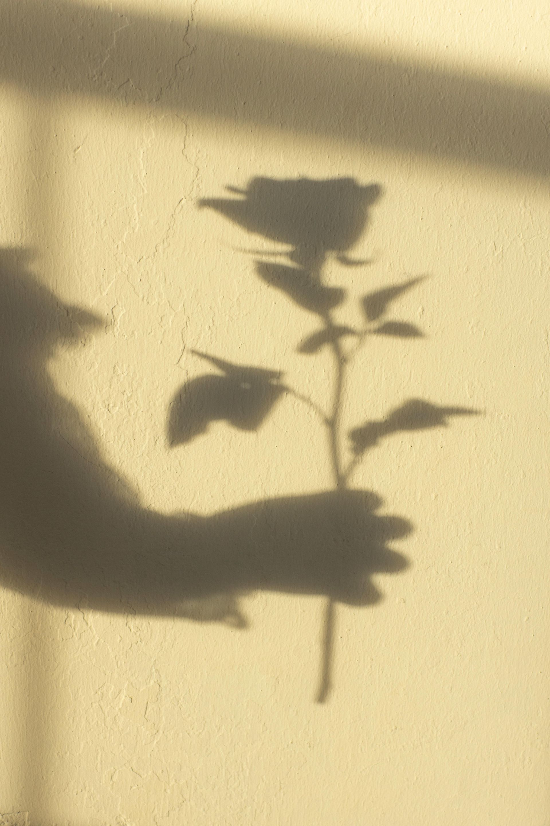 The shadow of a person holding a rose on a wall.