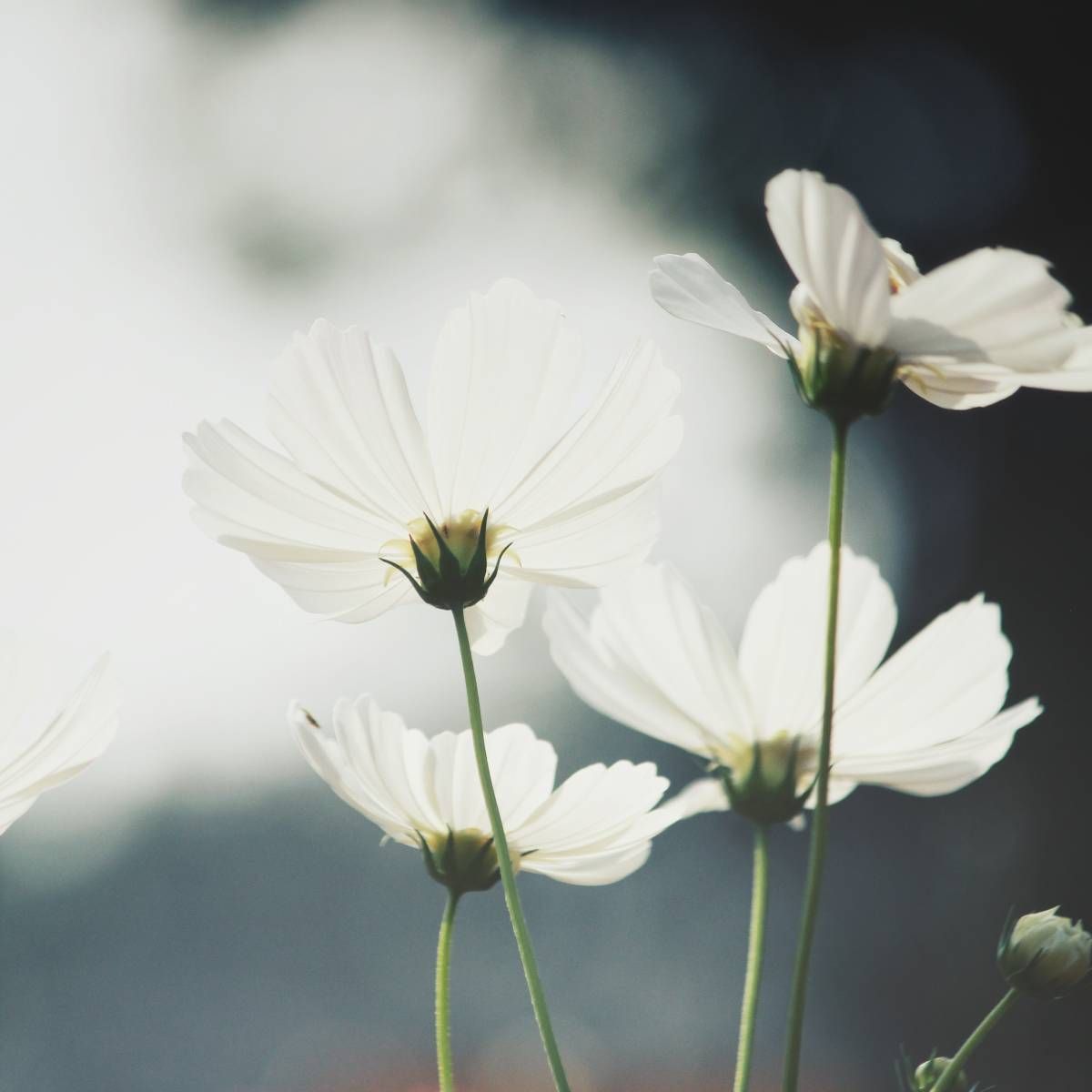 A close up of three white flowers with green stems