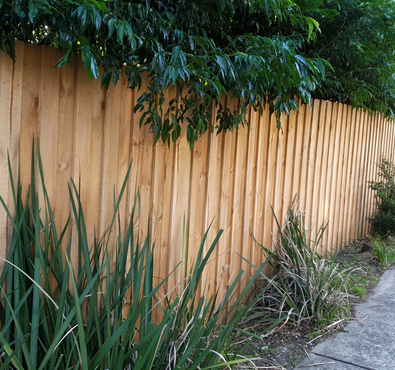 A wooden fence is surrounded by plants and trees