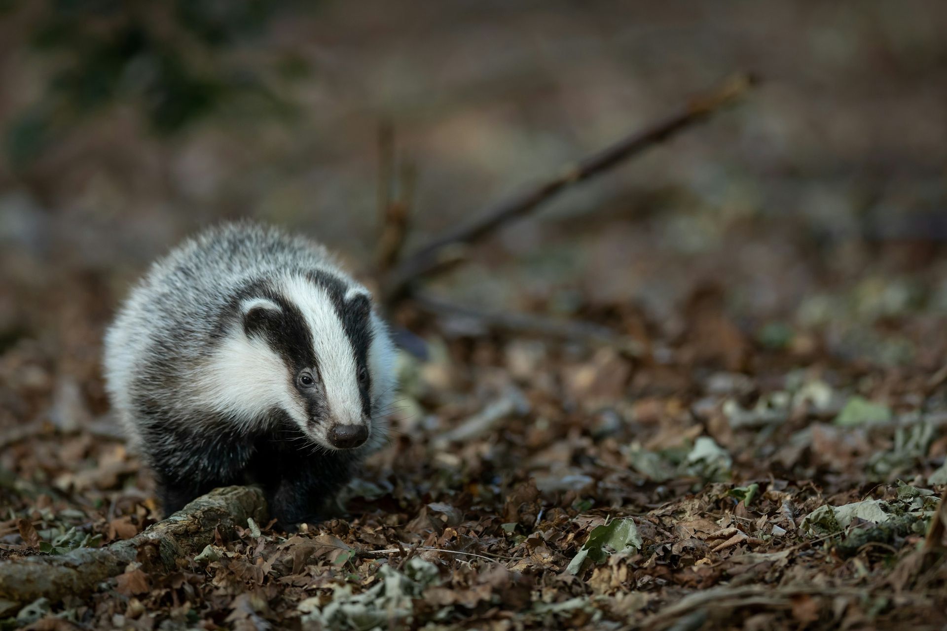 Badger