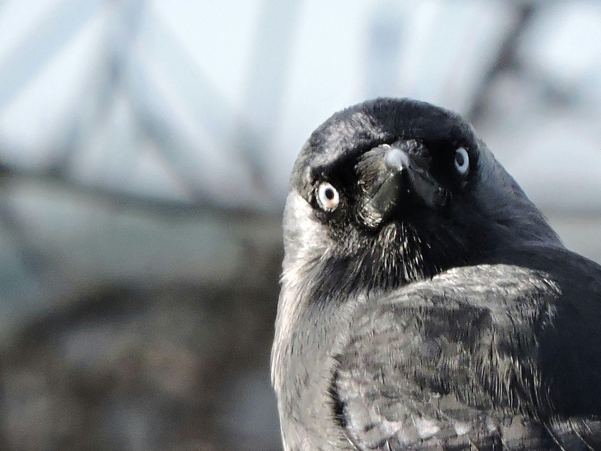 Crow