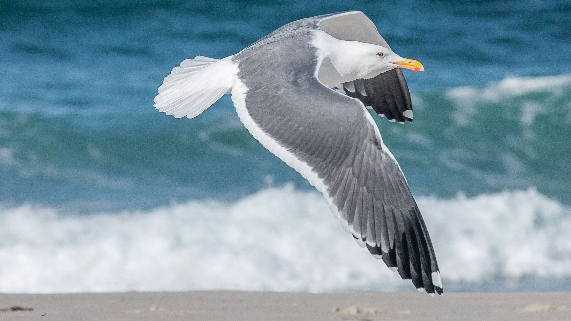 Gull