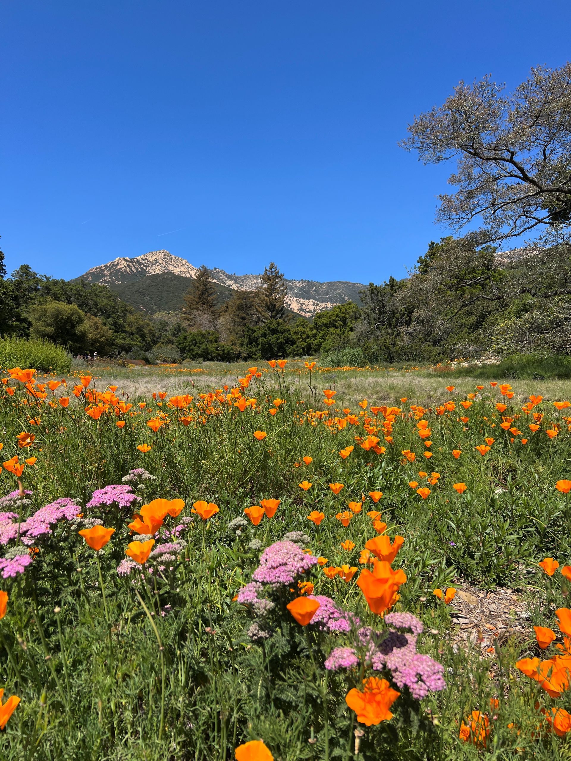 A field of flowers with mountains in the background on a sunny day.