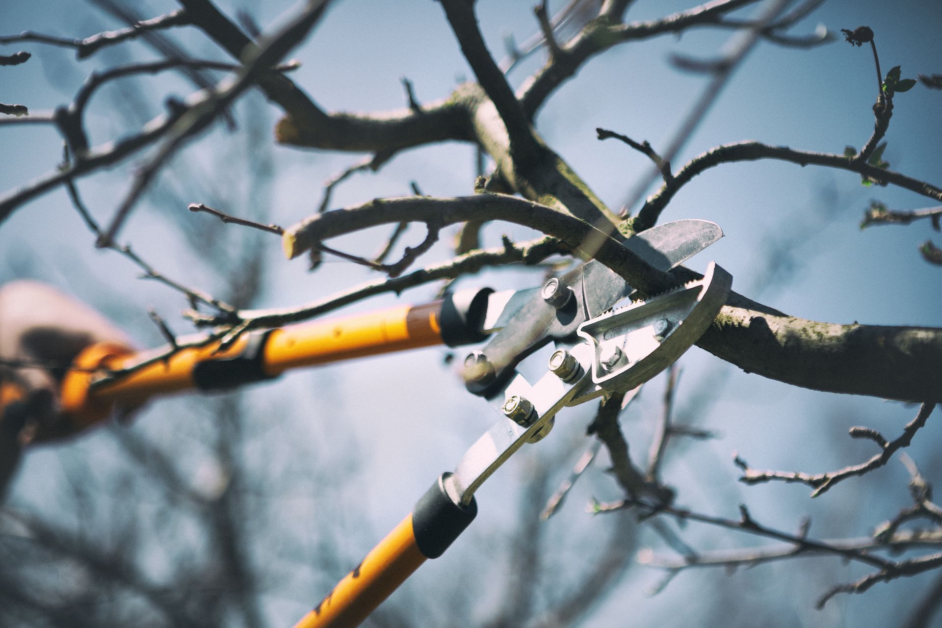 Pruning shears cutting a tree branch against a blue sky